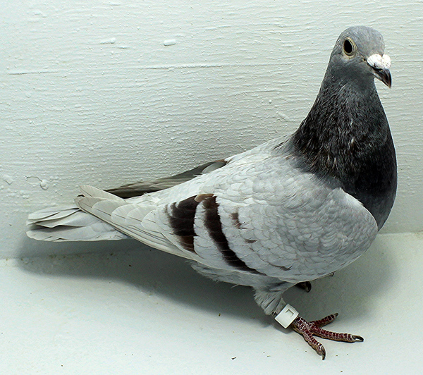 Band: 6949 IPB B 2025